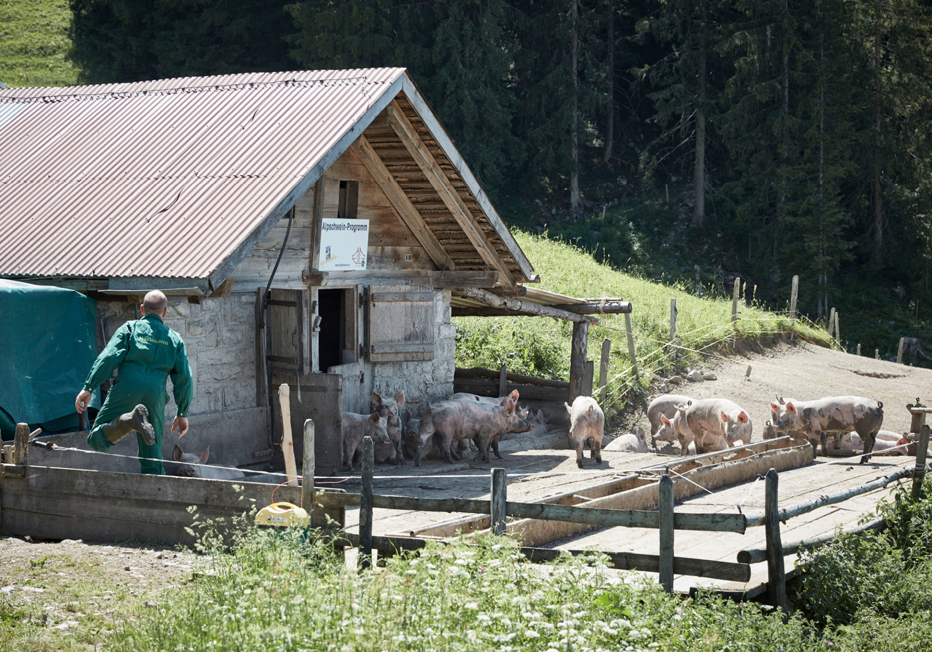 Alpschwein Berner Oberland Leissisbärgli